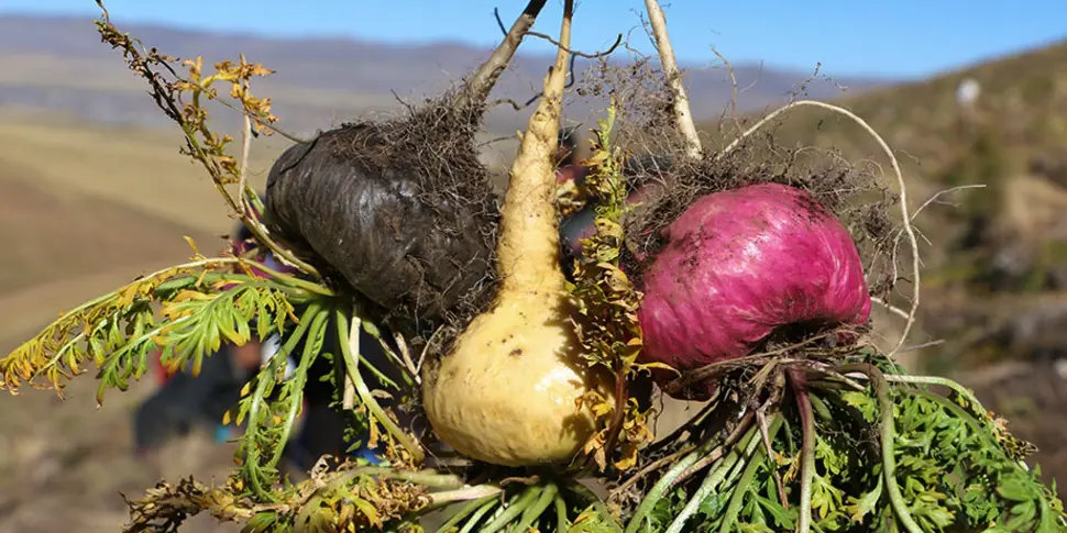Peruvian Maca Root Benefits: What It Is & Why It Works