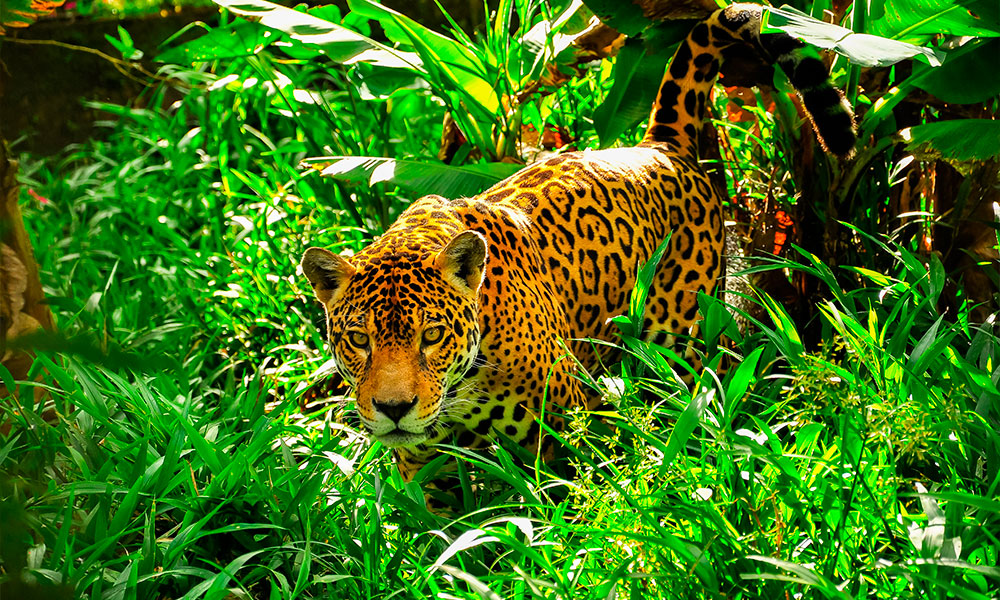 Iquitos | Bora Natives | Mariposario 2