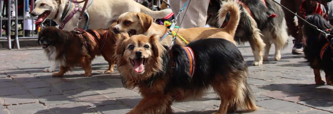 Homeless Dogs Campaign
