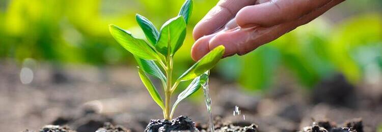 Reforesting for a Green Future
